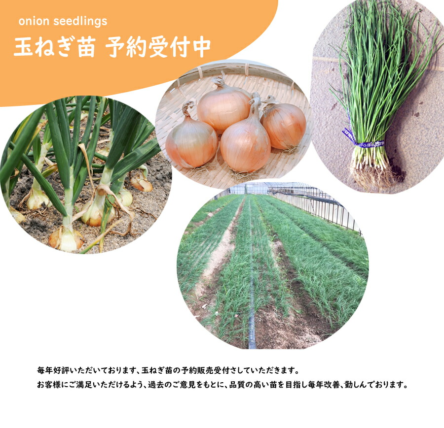 楽天市場】【予約商品 10月～11月発送開始】玉ねぎ苗 中晩性