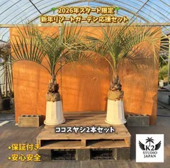 2026年最新】ココスヤシ シルバーリーフの人気アイテム - メルカリ