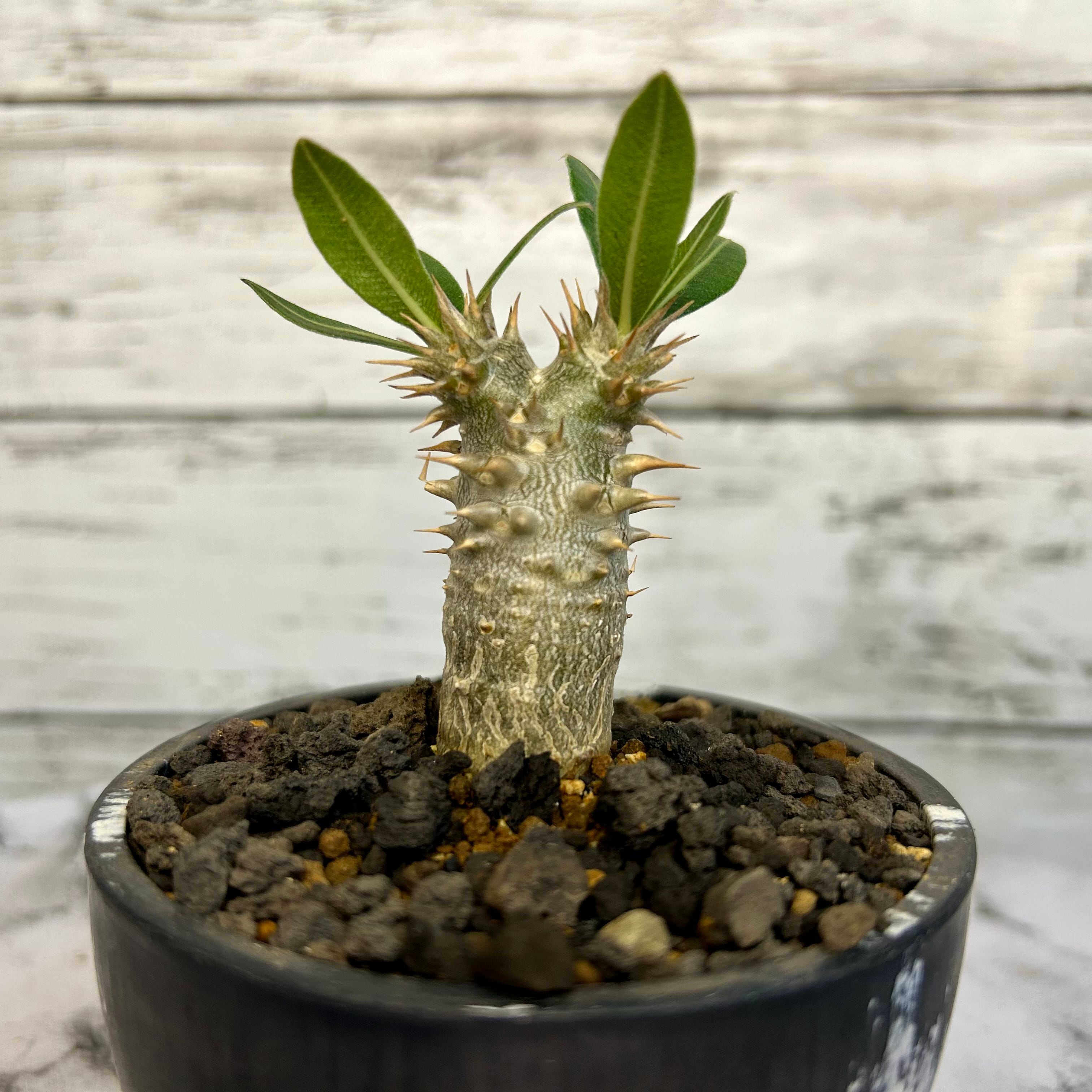 パキポディウム ホロンベンセ 塊根植物 コーデックス | PLARE