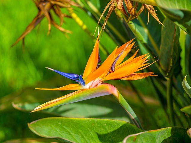 ストレリチア（極楽鳥花）とは？花言葉などの特徴や種類をご紹介