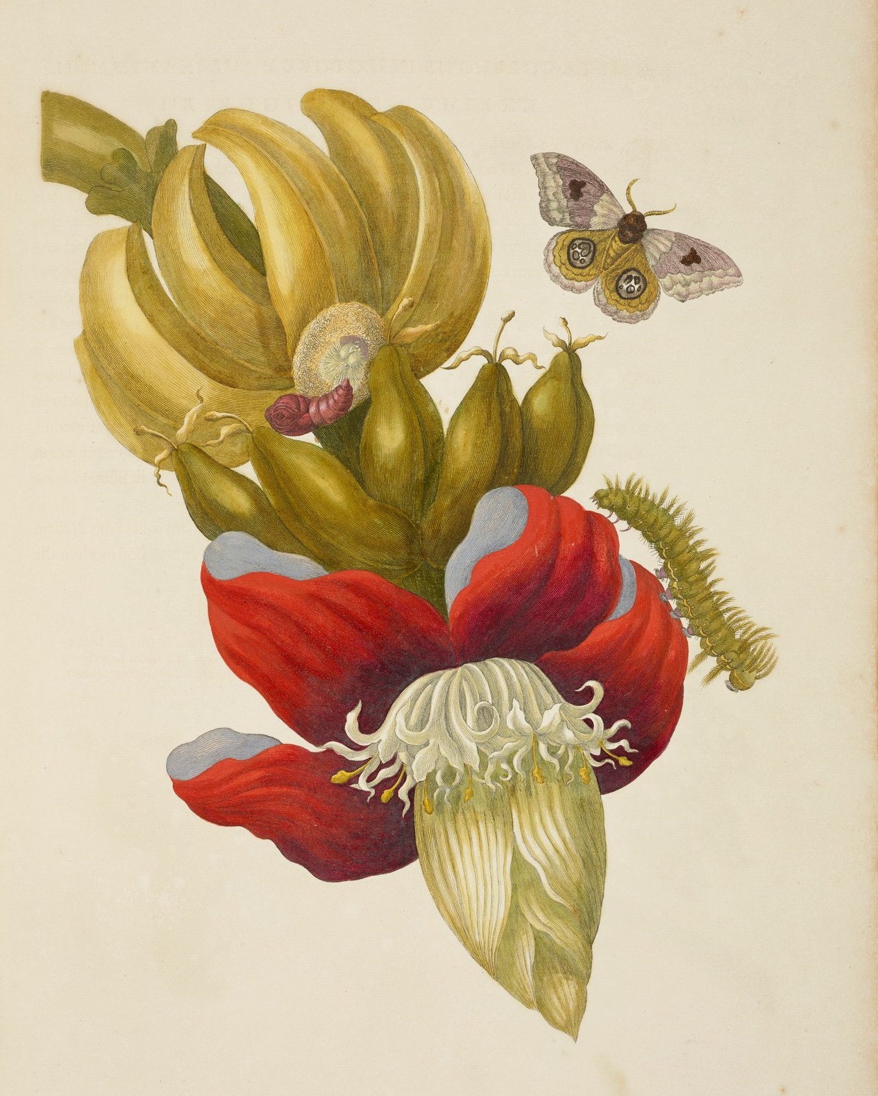 Maria Sibylla Merian | Baroque Era Illustrator | Tutt'Art