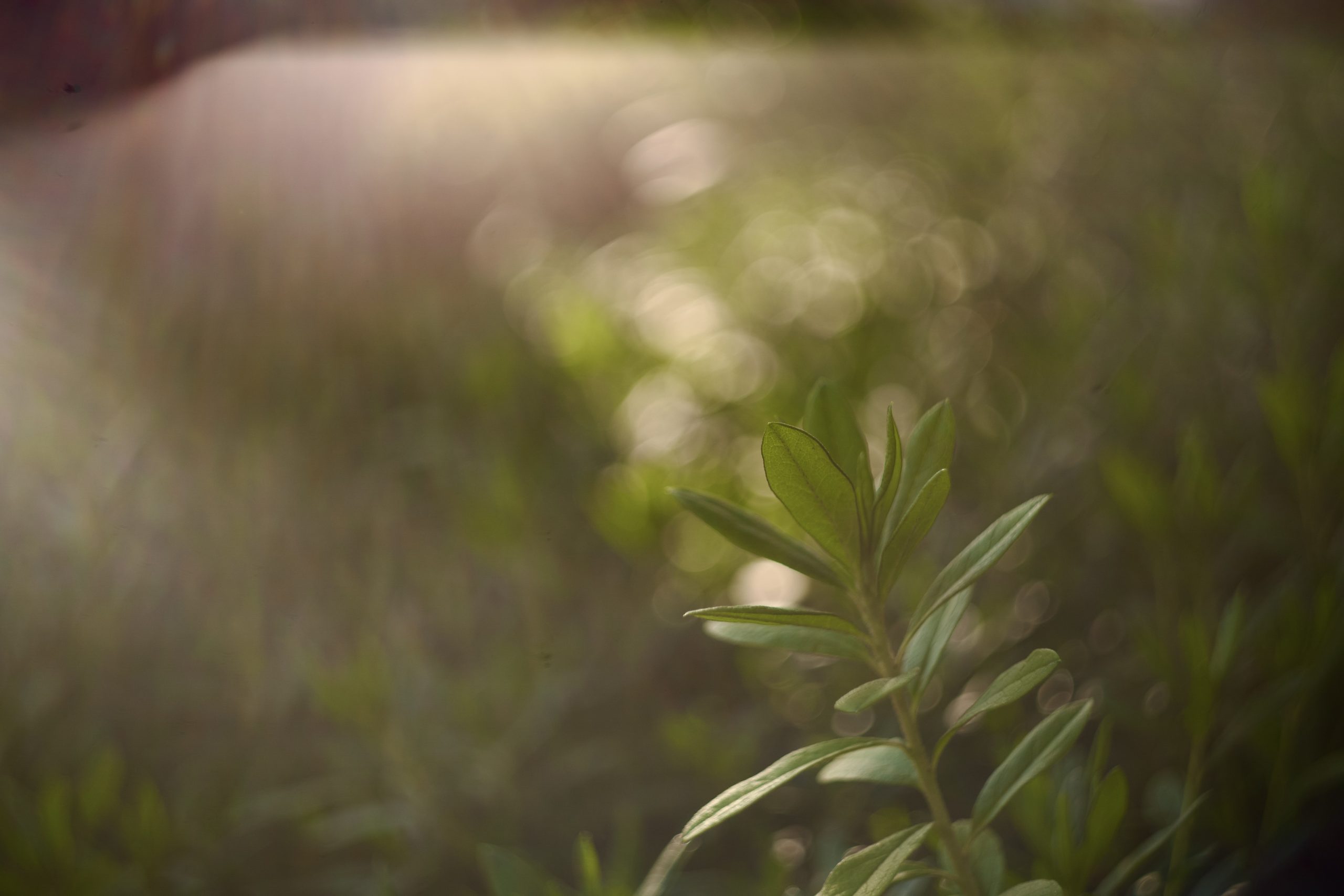 グルグルボケの世界へ。Helios 44–2 58mm f2（ヘリオス）｜レビュー