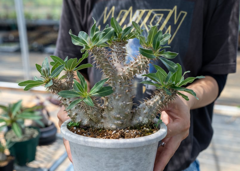 パキポディウム ホロンベンセ 実生 | mana's farm:塊根植物・アガベ