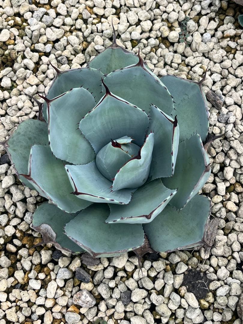 アガベ　パリー　トランカータ　ハンティントン（検　吉祥天　リップルエフェクト Purchased plant] Introducing the Parry Agave. We have the best