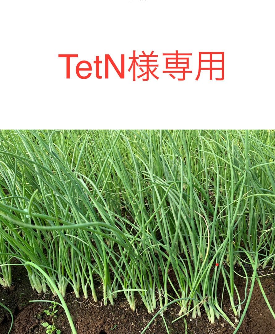 TetN　ネオアース玉ねぎ苗　5000本 玉ねぎ苗】 会津産 たまねぎ苗 長期貯蔵に向く タキイ交配